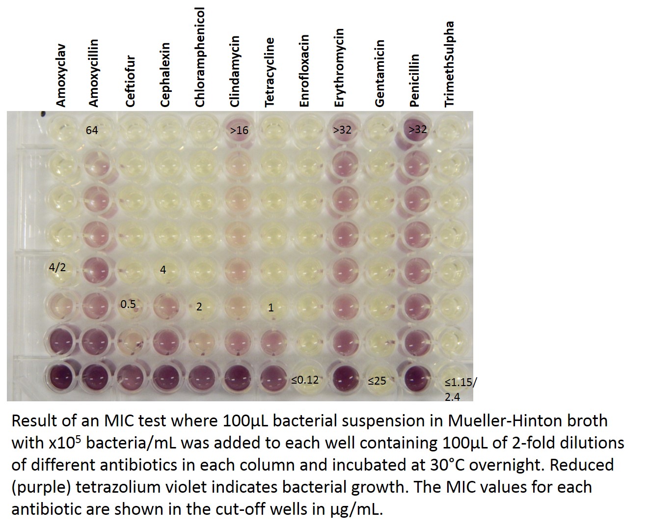 In the MIC test bacteria are tested for growth against a ragne of antibiotic dilutions. It the test above, each antibiotic is assigned a column and the highest concentration of each antibiotic is in row A. The small concentration of a specific antibiotic that will inhibit the growth of the bacterium is recorded as the MIC.