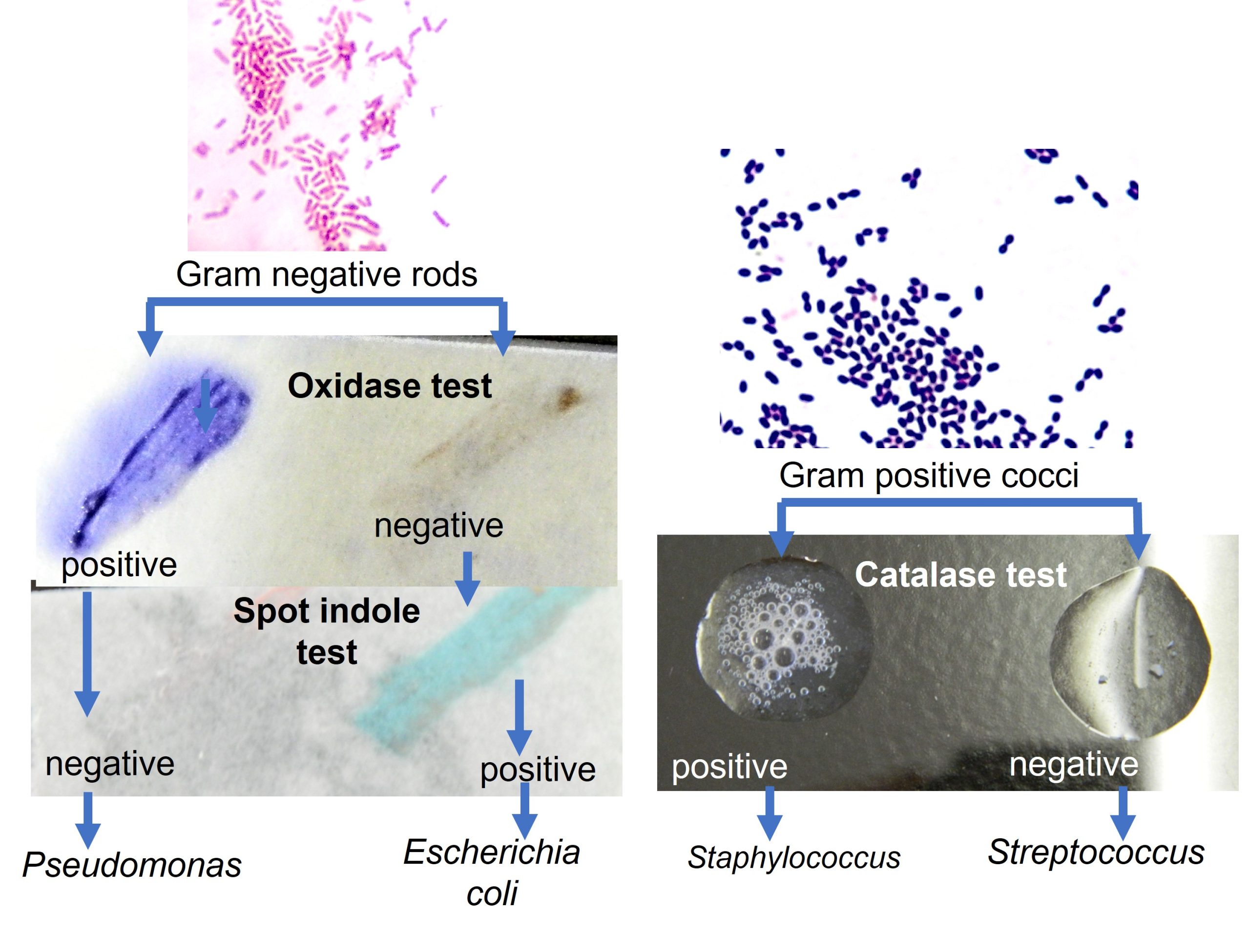 Primary identification tests. On the left they have been used to distinguish between the Gram-negative rods; Pseudomonas and Escherichia coli. On the right they distinguish between Gram positive cocci; Staphylococcus and Streptococcus.
