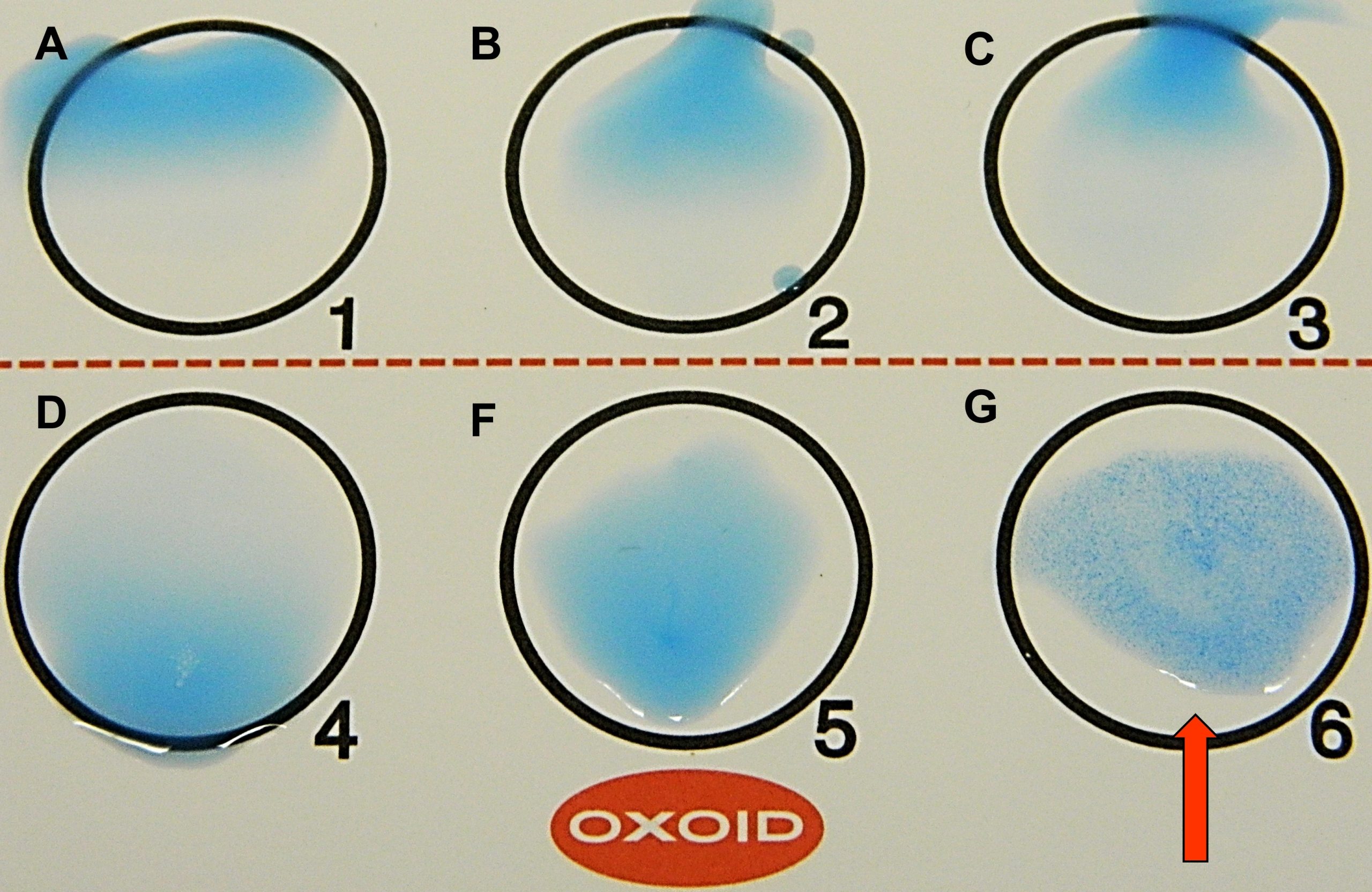 Identification of the pyogenic streptococci using a rapid wall agglutination test using a panel of antibodies specific to a streptococcal wall antigen type. The red arrow shows agglutination in well 6 which has the group G antibody binding with the group G antigen on the outer membrane of Streptococcus canis.