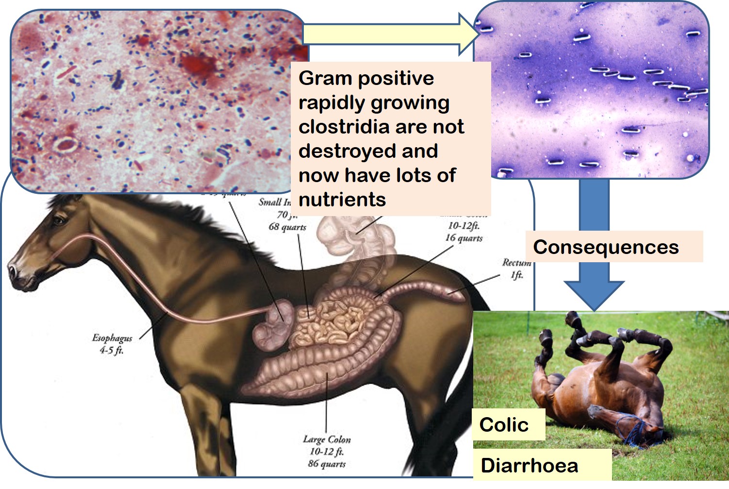 The picture shows the effect of broad-spectrum antibiotics on the normal microflora of the horse's large intestine where a bacterium knowns as Clostridioides difficile has been allowed to overgrow. It produces copious amounts of enterotoxins that result in a severe diarrhoea and colic.