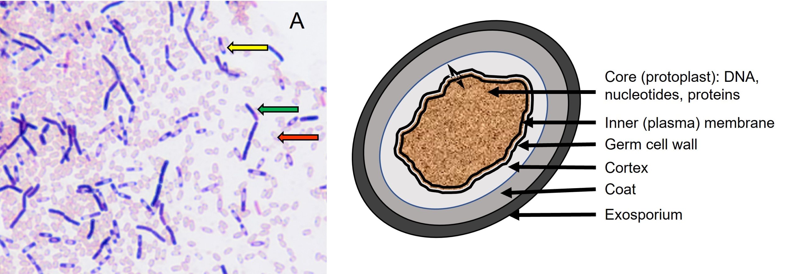 Bacterial endospores. Left: Gram's stain of Clostridium sporogenes. Yellow arrow - non-staining bacterial endospore still within the mother cell; Green arrow - vegetative cell that has not yet sporulated; Red arrow - bacterial endospore that was released when the mother cell lysed. The picture on the right illustrates a labelled three layered endospore