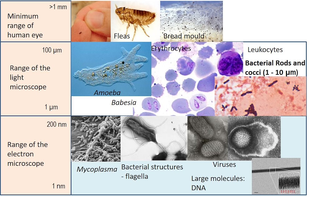 Table showing the relative sizes of bacteria compared to other microorganisms