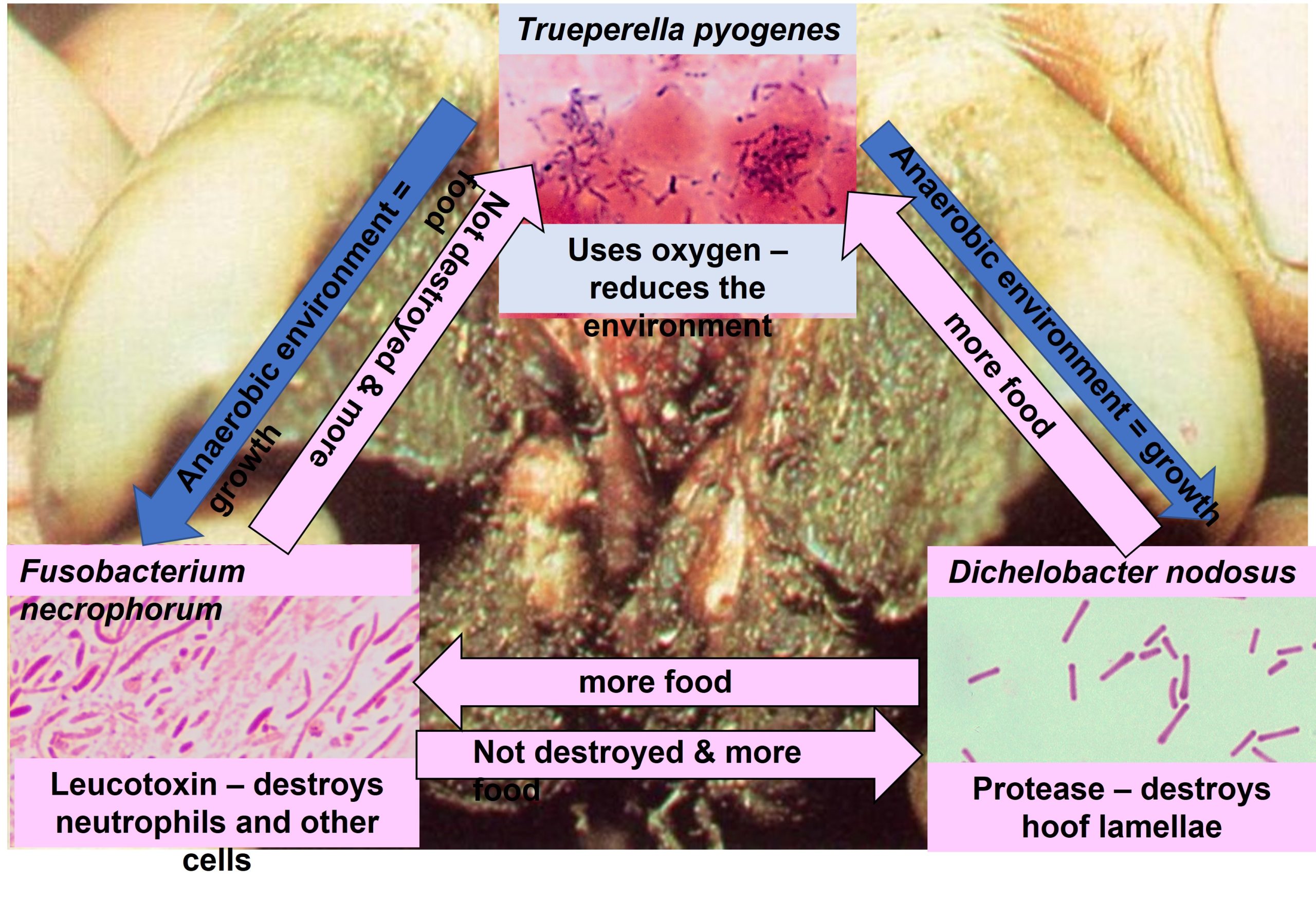 Interaction between different bacterial species in ovine footrot