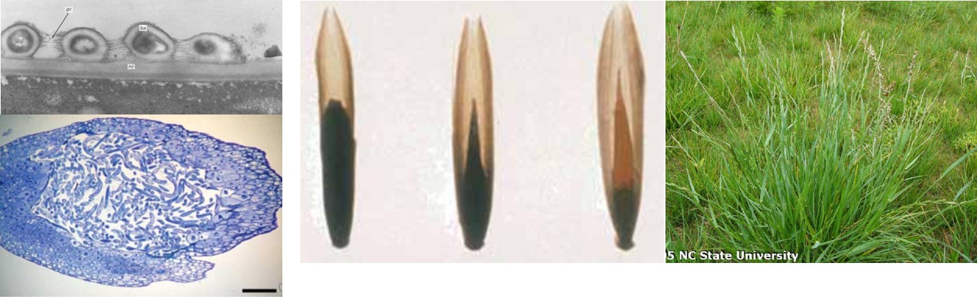 Colonisation of the Gram positive Rathayibacter toxicus in ryegrass seeds infected with a nematode. The corynetoxins produced by the bacteria are toxic to livestock and horses.