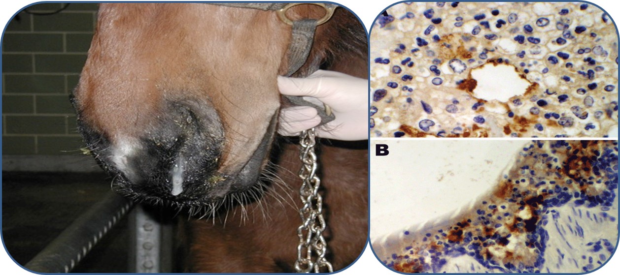Example of bacterial-viral synergism in the respiratory tract. EHV-4 enables the colonisation and proliferation of Streptococcus equi ssp. zooepidemicus which will invade into the lower respiratory tract