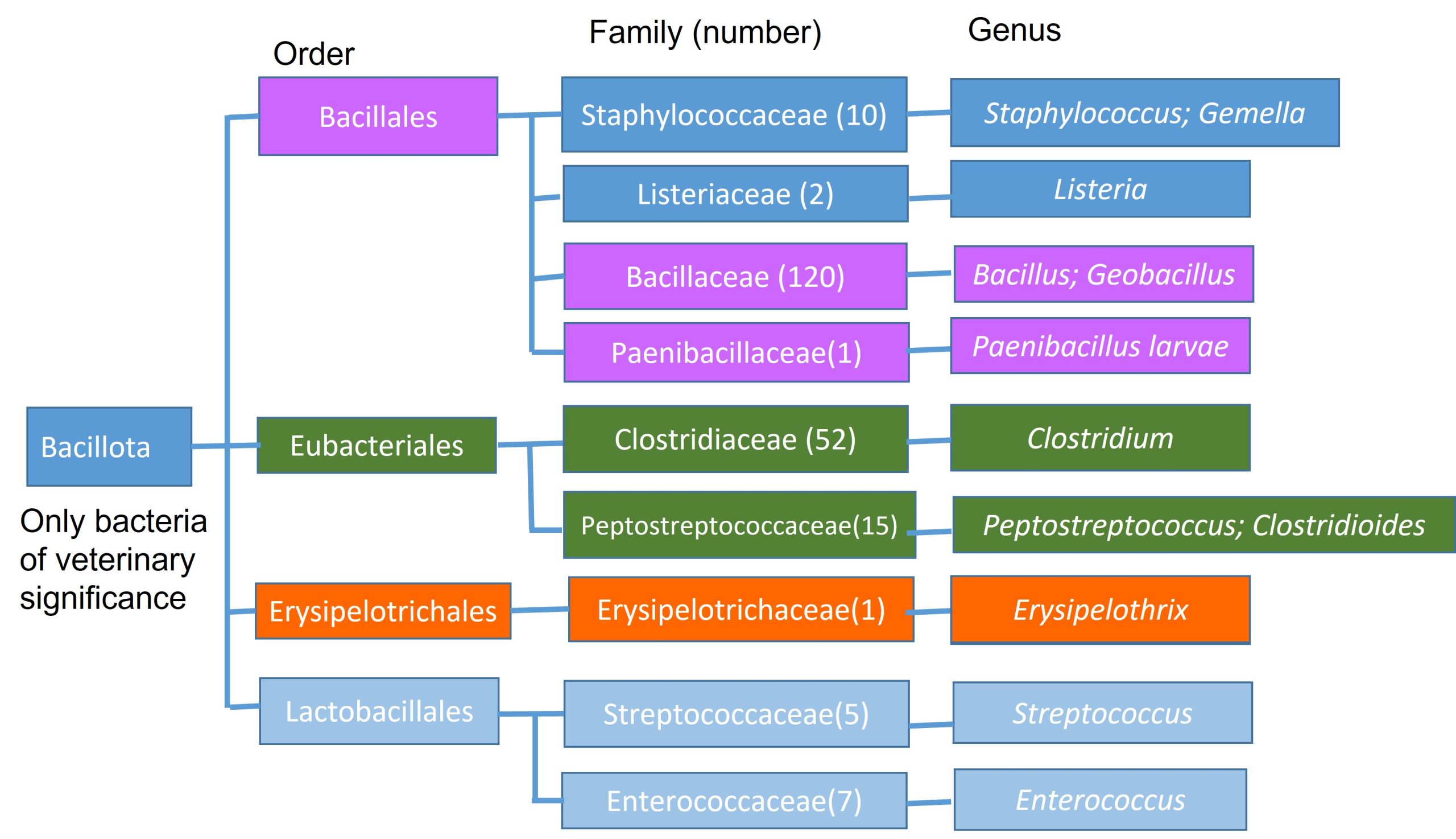Taxonomic position of Bacillus