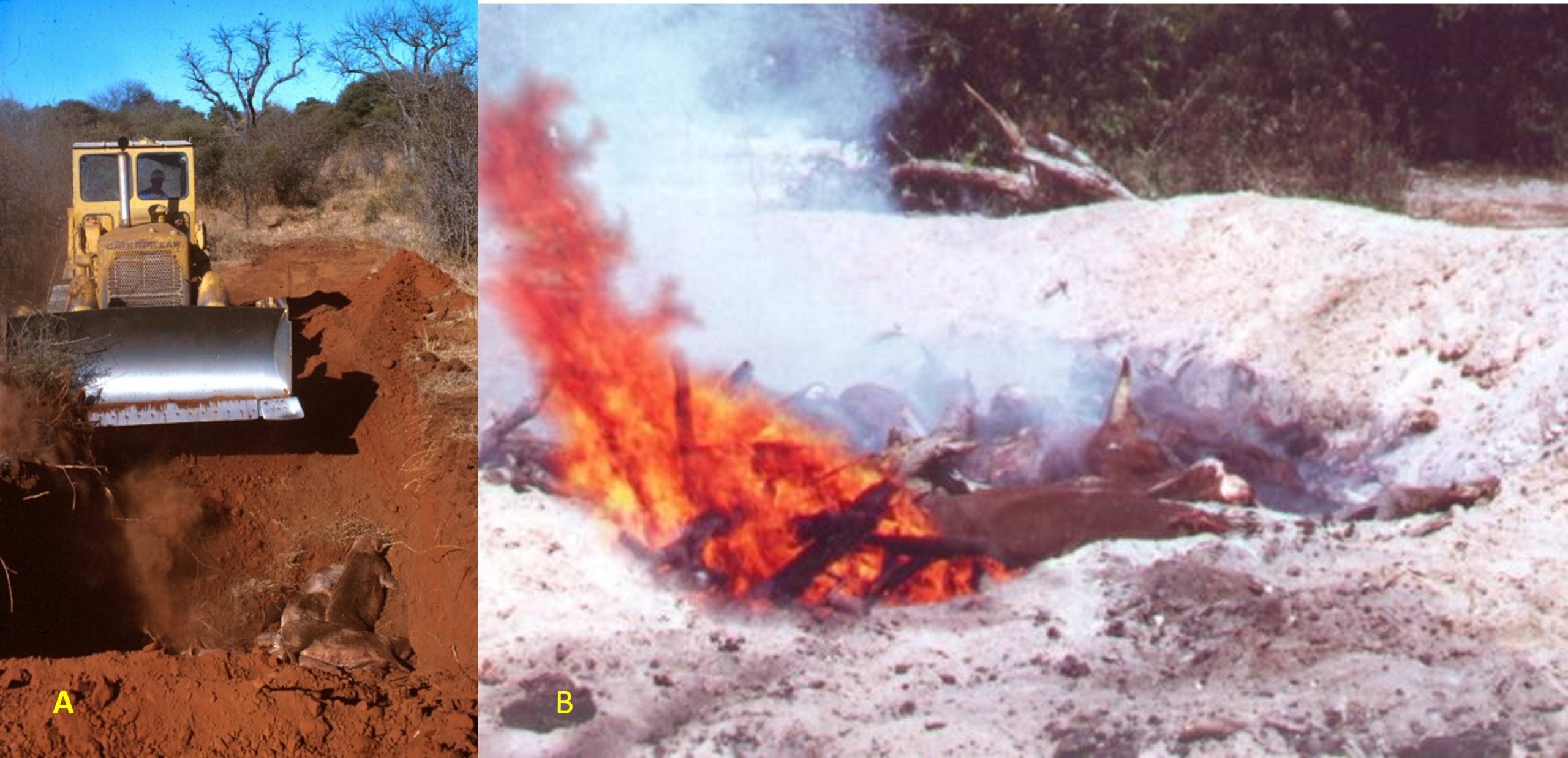 Disposing anthrax carcasses