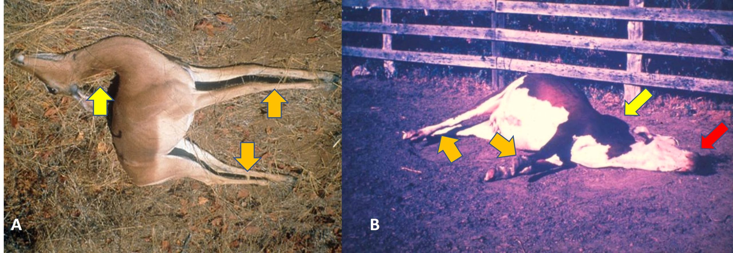 Evidence of nervous dysfunction in animals that have died from anthrax