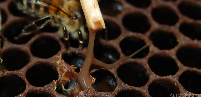 American foulbrood showing brown sticky contents of the hive cells