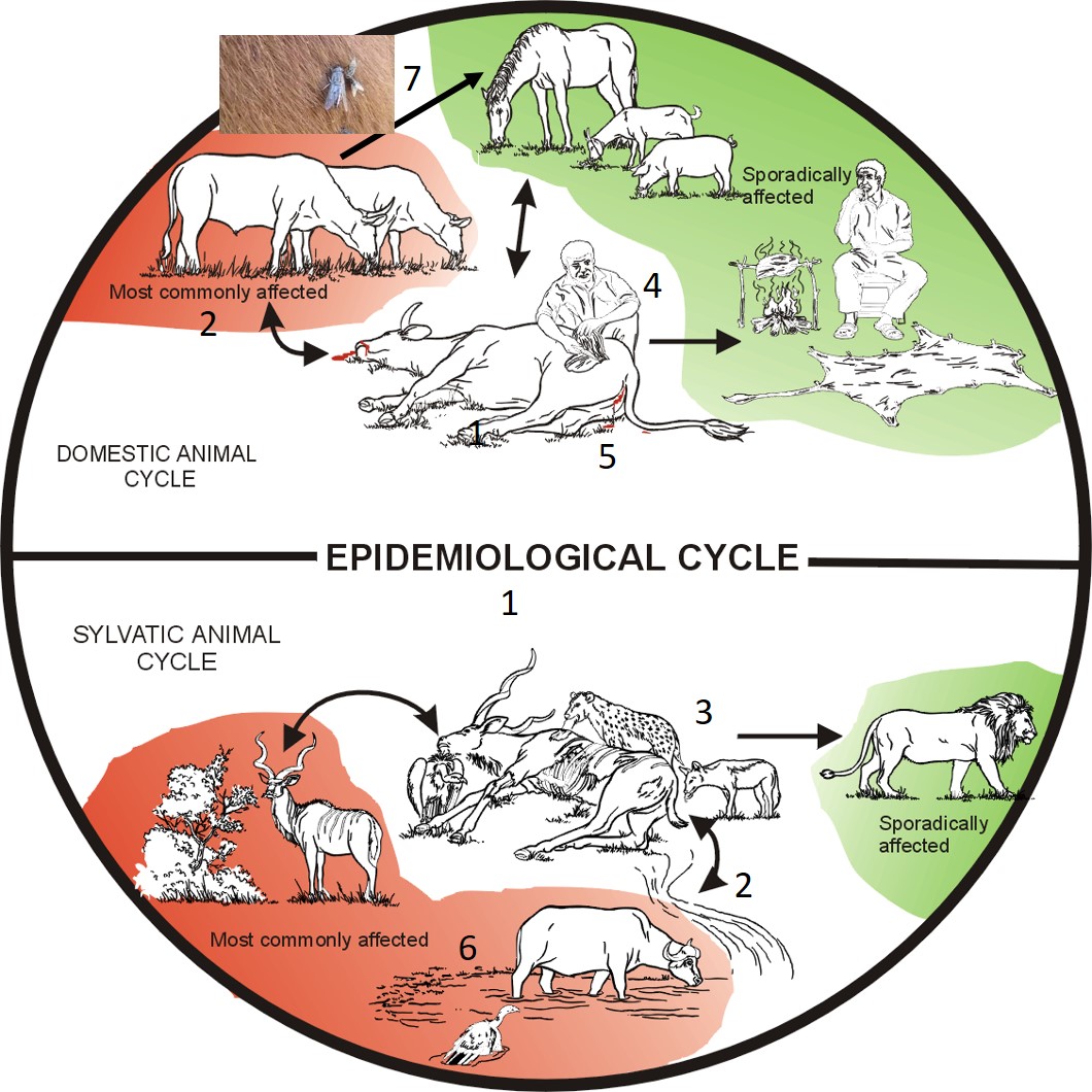 Epidemiological cycle of anthrax in animals showing the domestic and sylvatic cycles