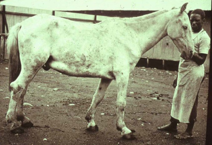 Horse suffering from subacute anthrax. Note the odematous swelling along its belly.