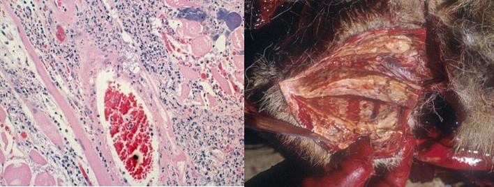 Segmental necrosis in the masseter muscle of a lion that died from anthrax