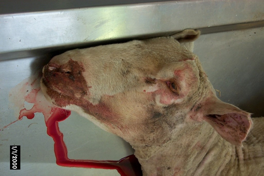 A sheep that died from acute anthrax. Note the failure of the blood to clot.