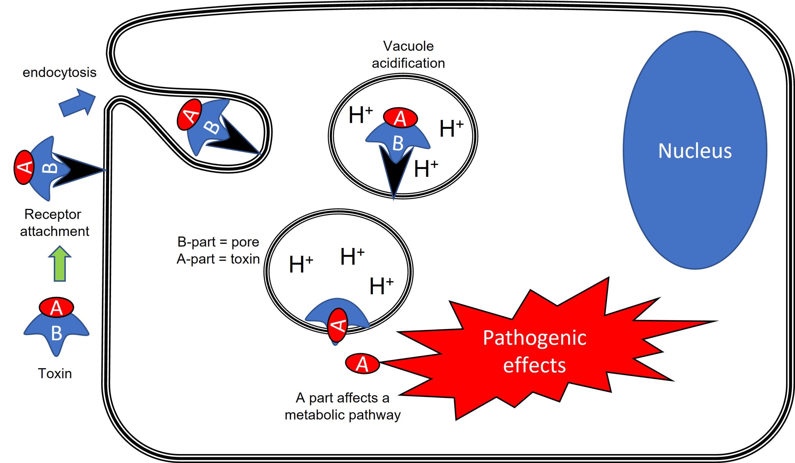 Mode of action of a typical AB toxin. 1. Bacterial AB toxin; 2. Attachment of the toxin to a cell membrane recepto; 3. enodcytosis of the toxin by the cell, 4. internal movement of the endocytic vacuole which will acidify, 5. The acidic vacuole causes the toxin to dissassociate. The B part inserts into the vacuole membrane forming a pore and the A part moves into the cell cytosol; 6. The A part toxin exerts an effect on a cell process