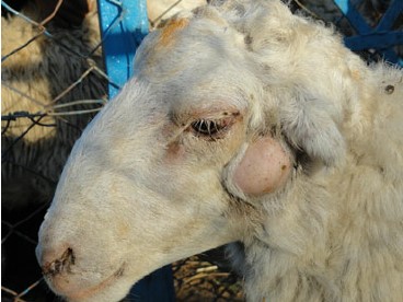 A sheep suffering from caseous lymphadentitis. A lesion in the mouth, ear and eyelid would have led to Corynebacterium pseudotuberculosis being trapped and causing a abscess in the parotid lymph node