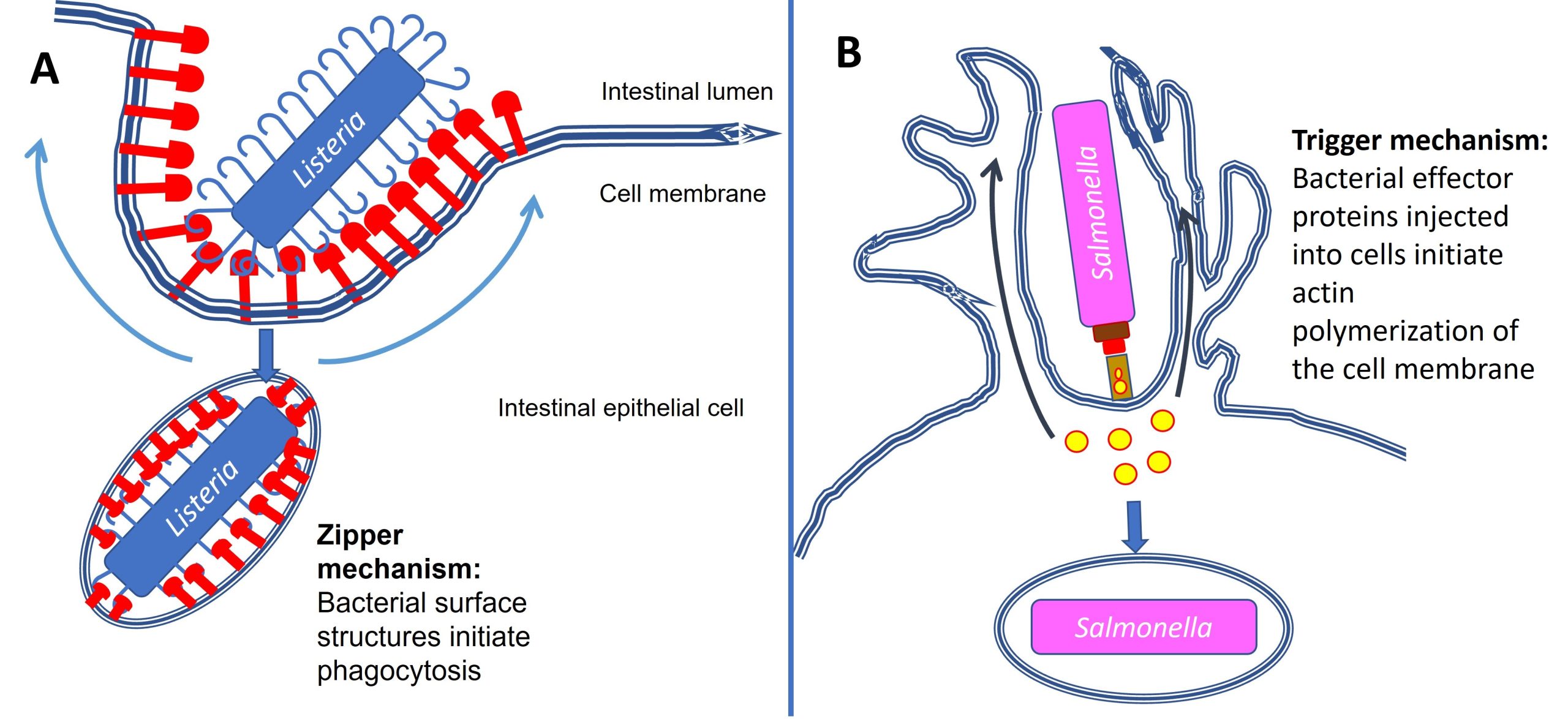 How some intracellular bacteria invade cells. A) The Zipper mechanism and B) The trigger mechanism