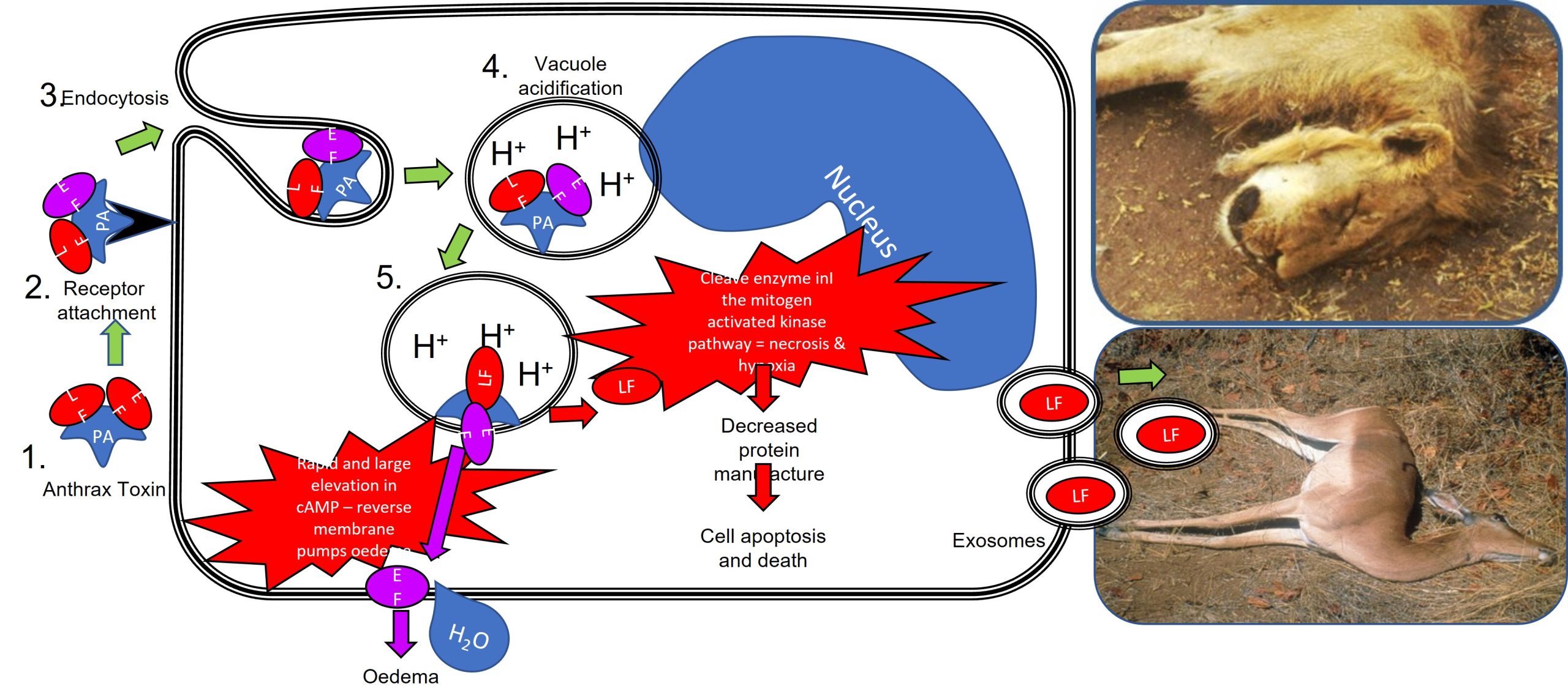 Pathogenesis of anthrax toxin, an AAB toxin that target firstly cells of the immune system like macrophages and then other cells.