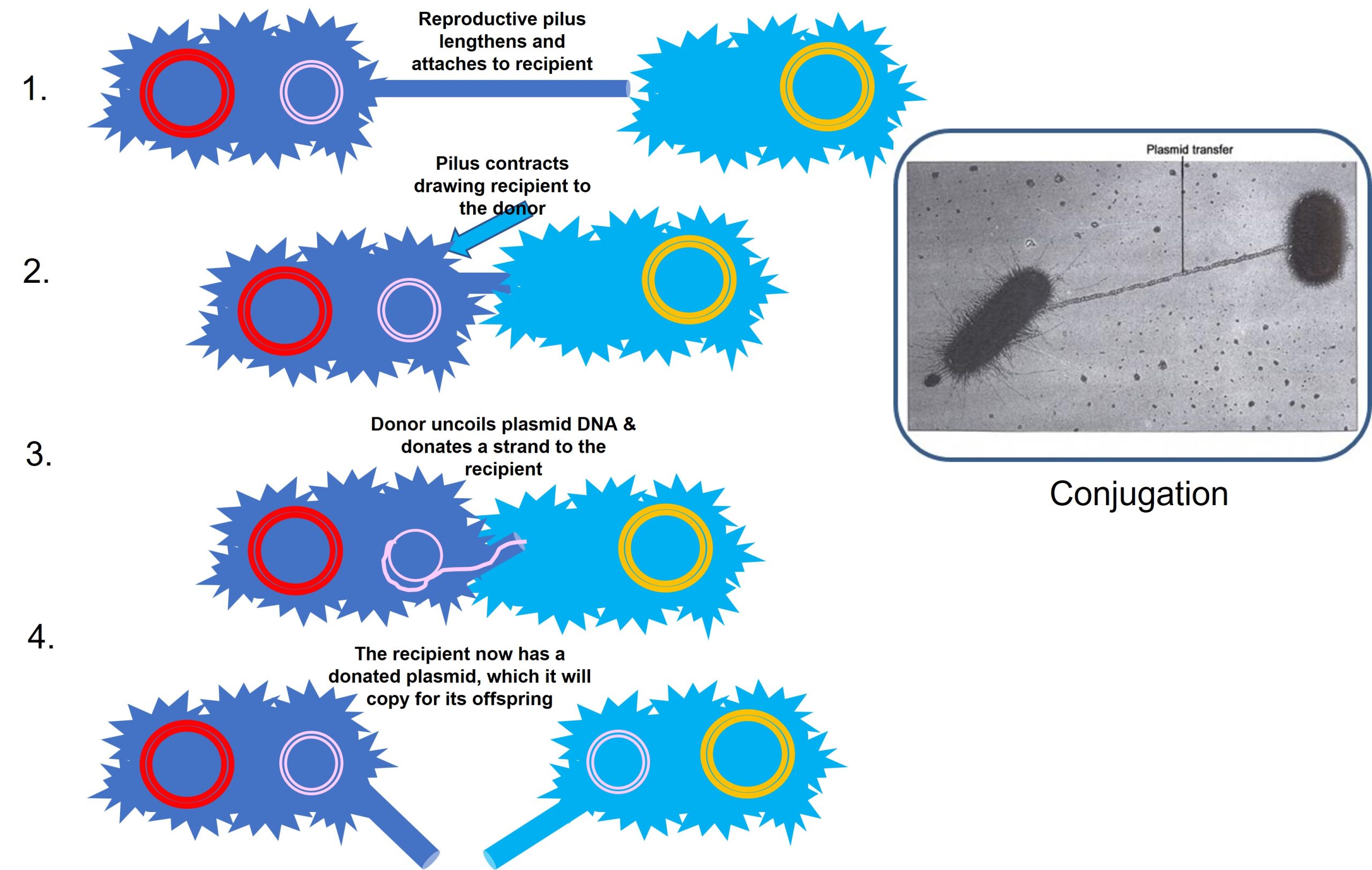 The process of bacterial conjugation. 1. A reproductive pilus from the donor bacterium extends and attached to the recipient bacterium (same or related species). 2. The pilus contracts, drawing the recipient to the donor. 3. Donor plasmid uncoils and one strand is nicked, uncoils and is transferred to the recipient. 4. The plasmid DNA is reproduced to be double stranded and the recipient bacteria also develops a reproductive pilus.