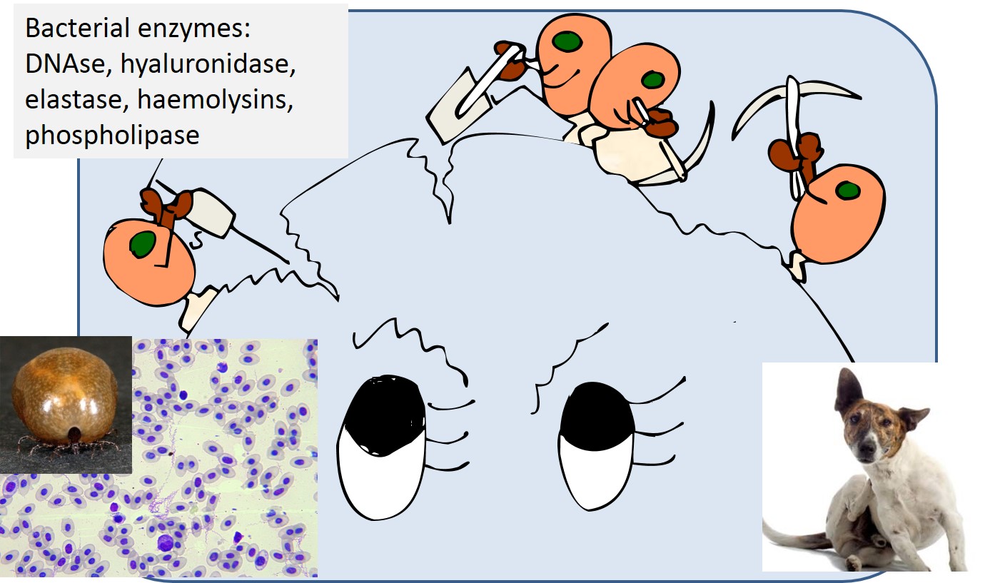 How bacteria invade