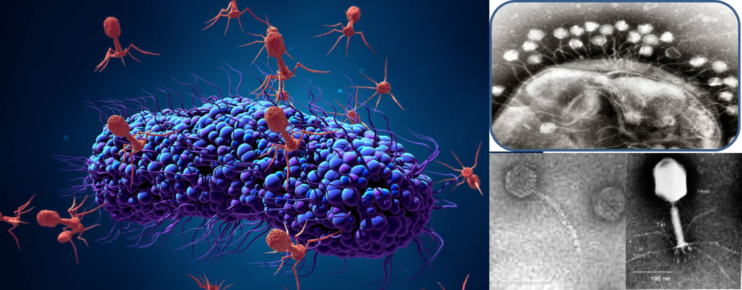 The bacteriophage - a miniature bacterial predator