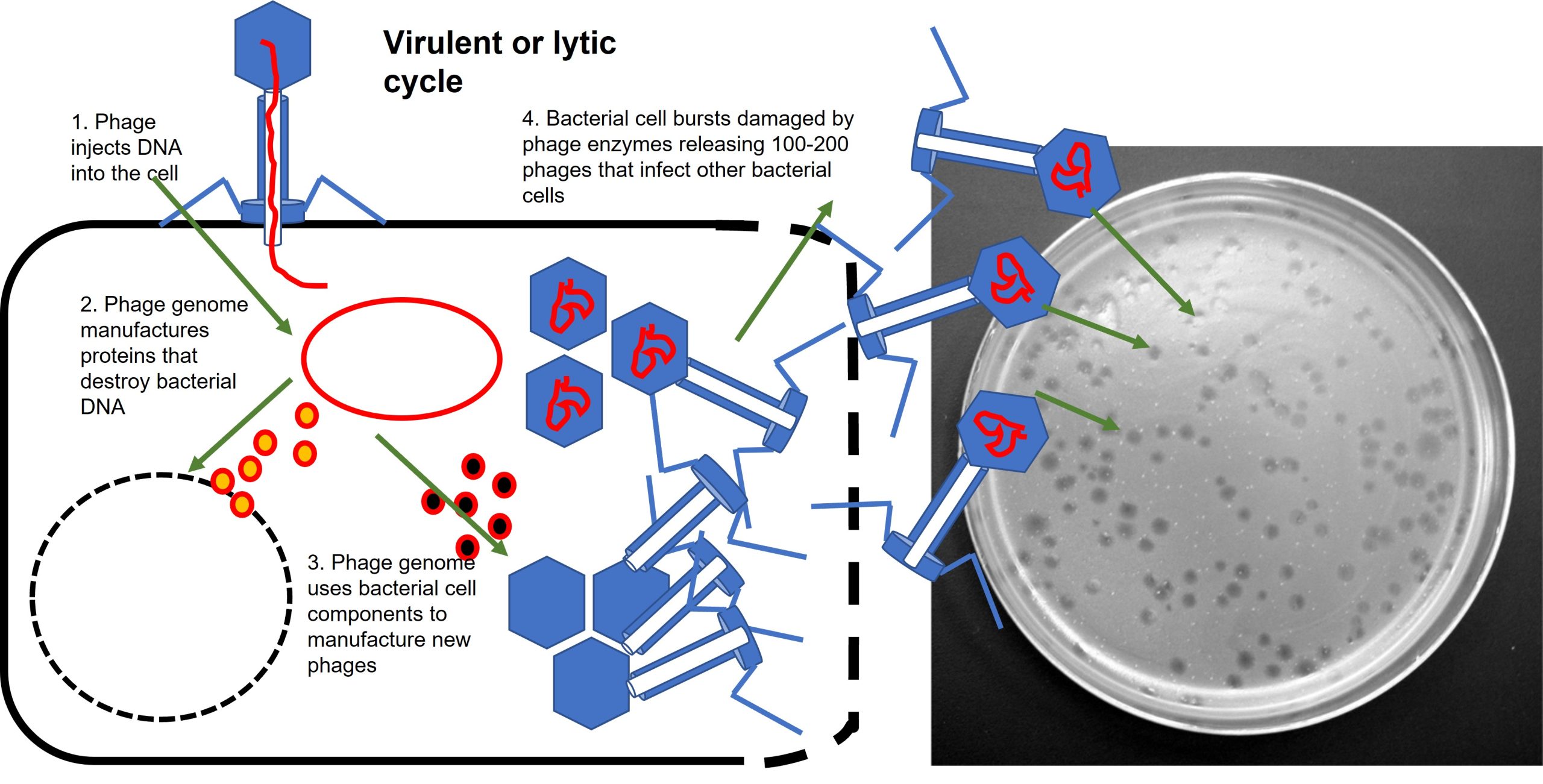 Diagram showing the virulent or lytic cycle of bacteriophages. In this case bacteria are destroyed and the produced bacteriophages will infect other bacterial cells which will create killing zones or plaques in a lawn of target bacteria grown on nutrient agar.
