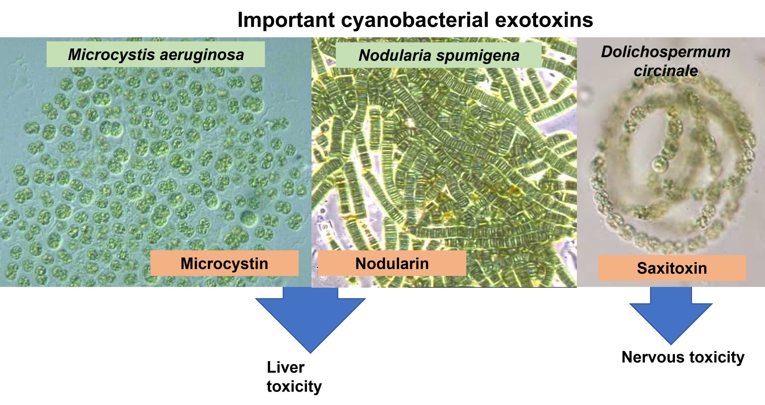 The microscopic appearance of the major exotoxin producing cyanobacteria, their toxins and the primary target tissues