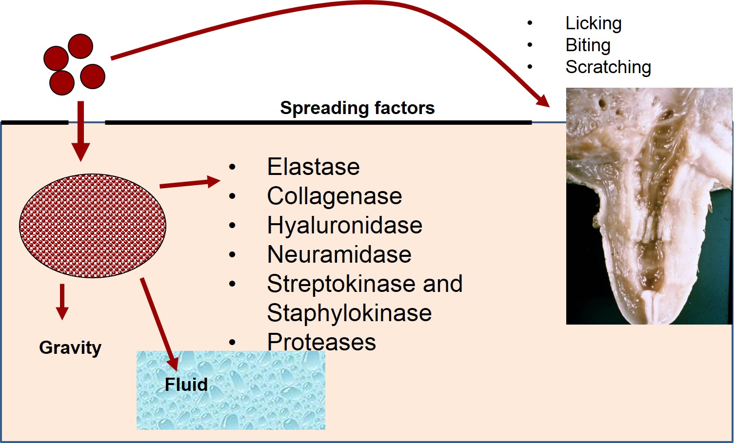 How bacteria can spread from a localised area. The invasins can be used to assist in dissemination of the bacteria in the body