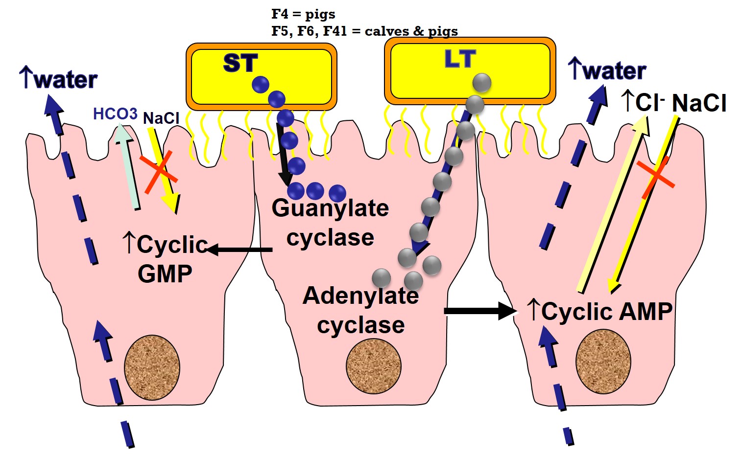 Mode of action of heat labile and heat stable E. coli entrotoxin on the membranes of intestinal epithelial cells.
