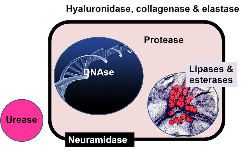 Enzymes causing essential tissue damage