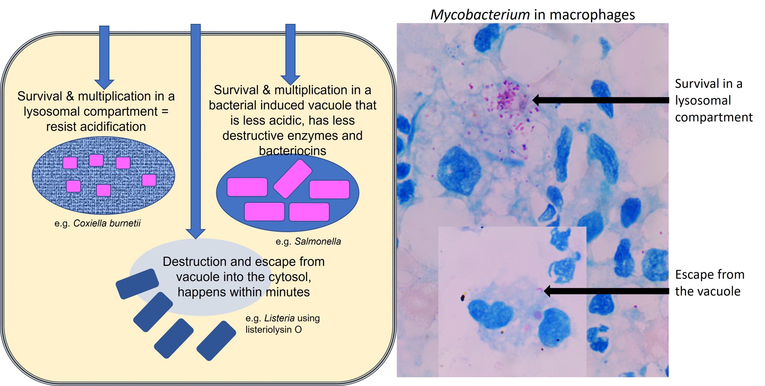 Strategies some bacteria use to survival within intracellular compartments