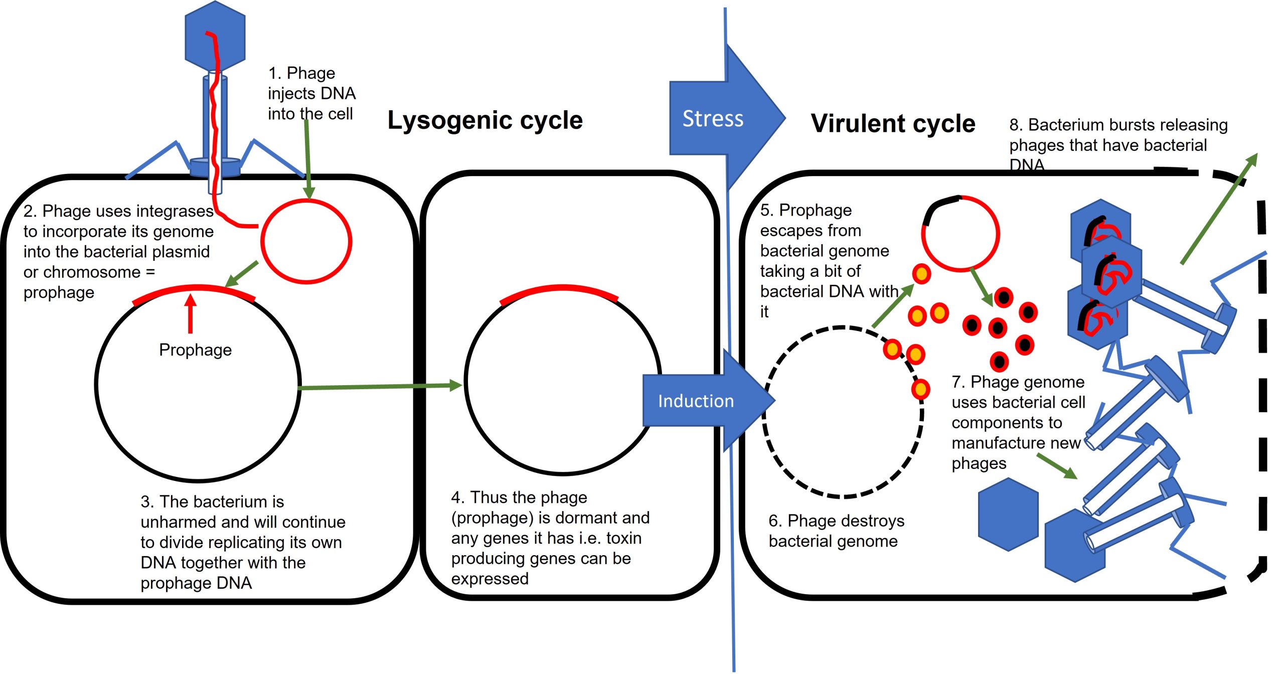 Lysogenic life cycle of phages and when conversion to a virulent cycle occurs