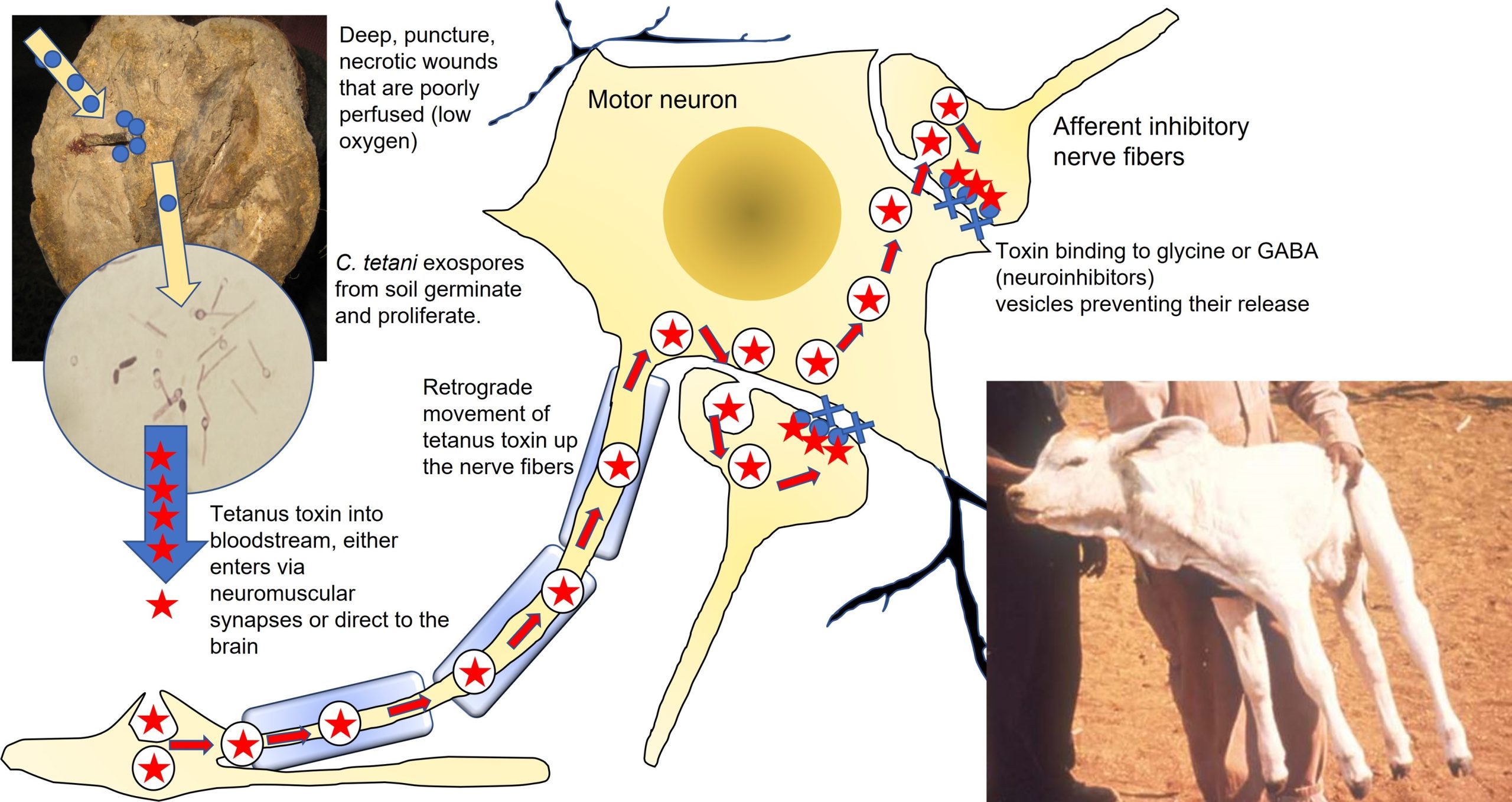 TeNT enters by receptor-mediated endocytosis at the presynaptic membrane moves up the nerve to the inhibitory interneuron. After endocytosis, TeNT escapes the vesicle and binds to synaptobrevin inhibiting the fusion of the vesicle to the membrane preventing the release of GABA or glycine