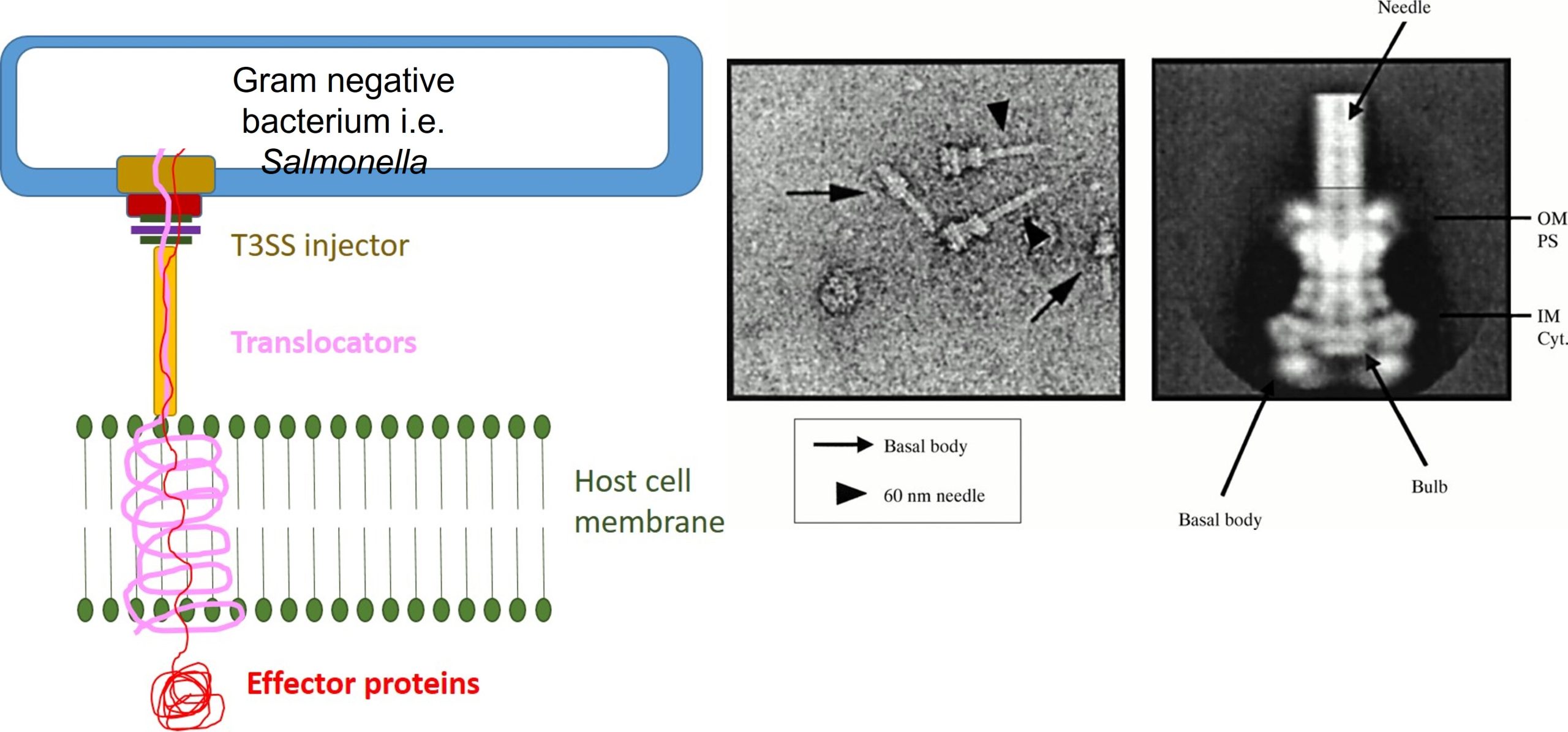 Molecular injectors, an adaption of the T3SS of Gram negative bacteria. The pictures on teh right show a TEM of the molecular injectors of Salmonella.
