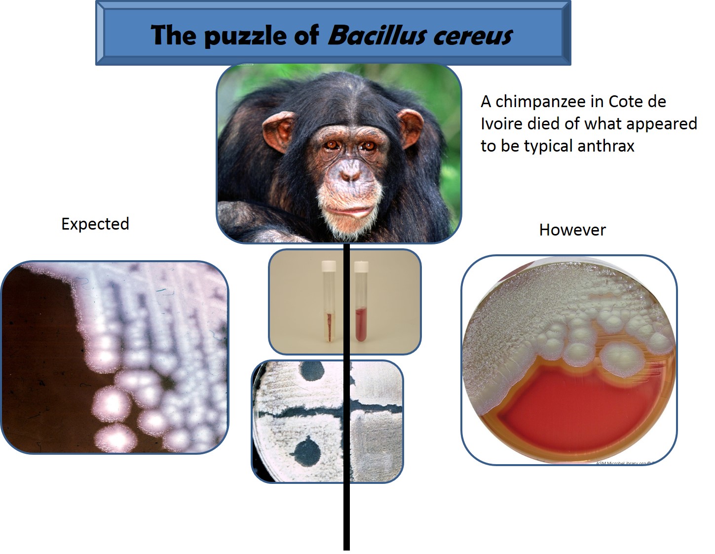Laboratory identification of a Bacillus cereus (on the right) that had acquired a prophage that is usually found in Bacillus anthracis (on the left)