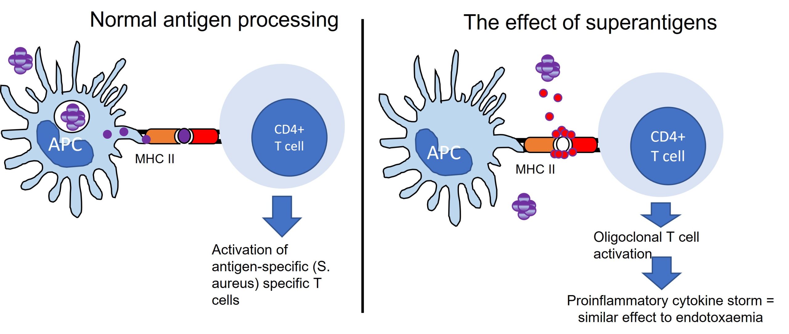 The picture on teh left shows normal antigen processing for helper T calls wherby antigen specific antibodies are generated. On the right superantigens like TSST-1 produced by Staphylococcus aureus non-specifically stilulate helper T cells that cause proinflammatory cytokine storm that leads to septic shock