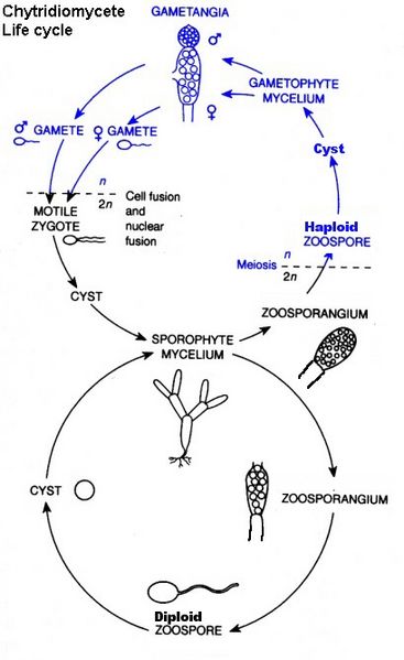 Typical life cycle of the Chytridmycota