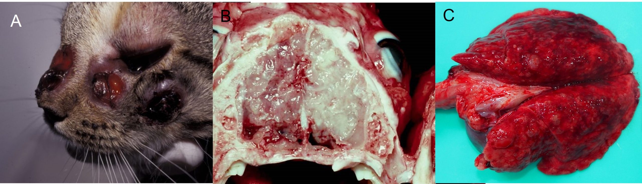 Cryptococcosis. A: Cryptococcus granulomas on the face of a cat; B: Cryptococcus granulomas in the brain of a cat. Note the gelatinous nature of the lesions due to the thick capsule of Cryptococcus; C: Numerous cyptococcal granulomas in the lung of a koala