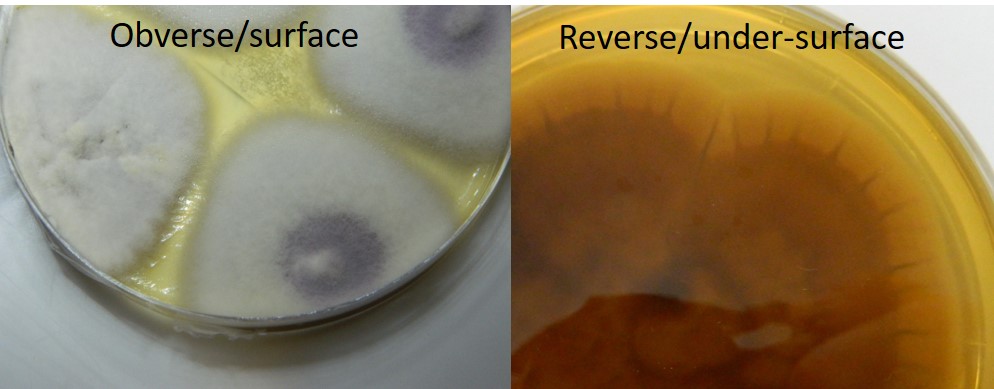 Cultured Fusarium species