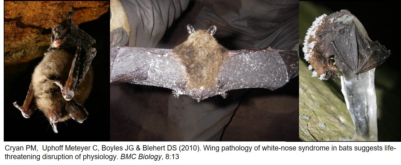 Cutaneous infection of brown bats with Pseudogymnoascus destructans.