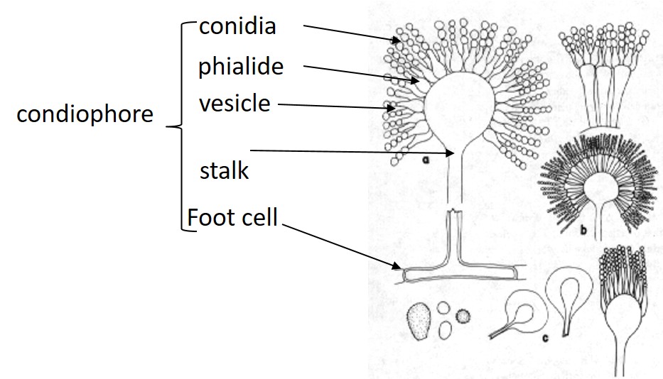 Common anamorphic structures of Aspergillus species