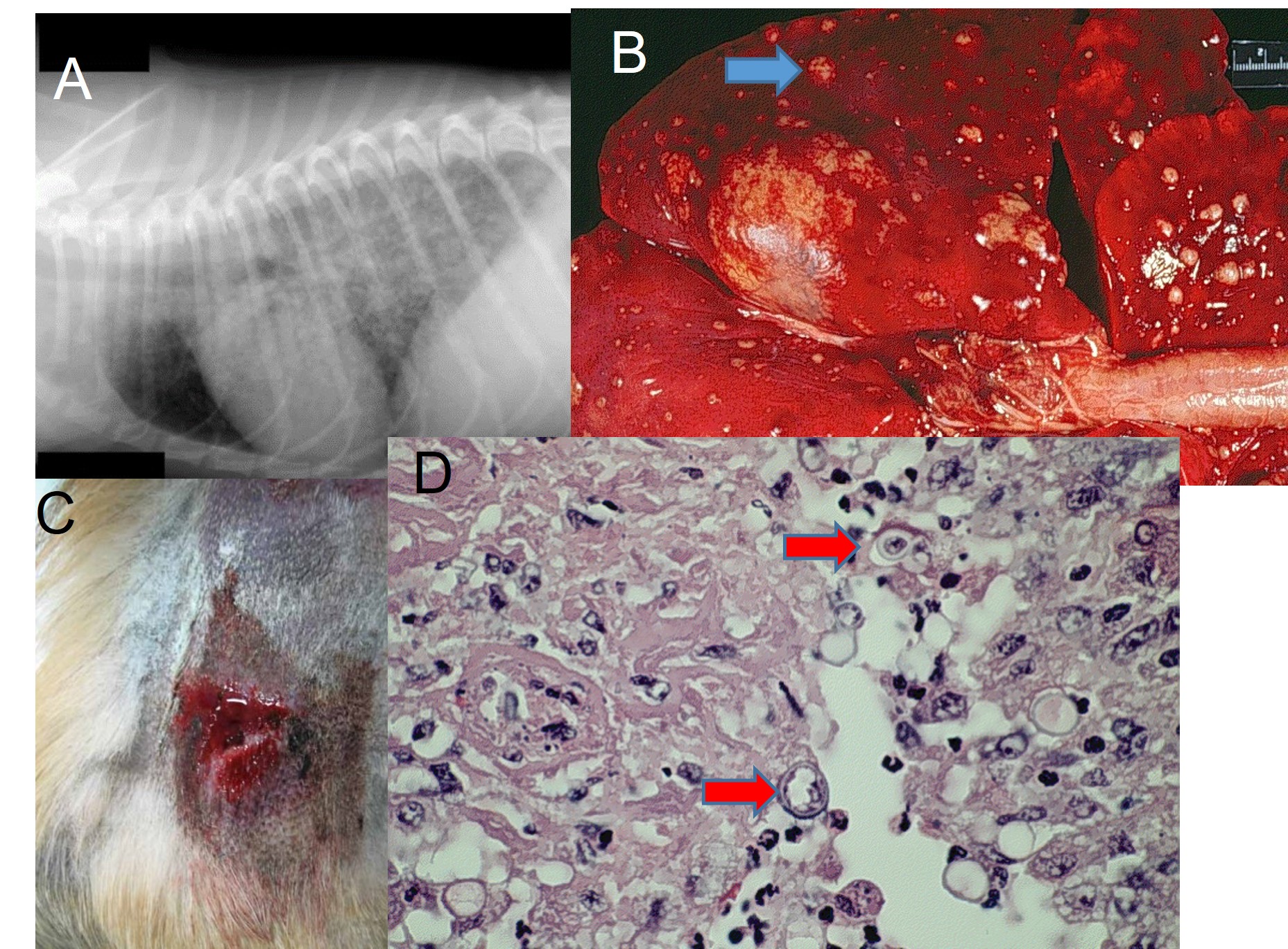 Blastomycosis A: Diffuse dense pattern of lungs on a lateral radiograph from a dog that has B. dermatididis infection of the lungs; B: Pyogranulomas in the lung of a dog; C: Sinus tract of a granuloma on the skin of a dog caused by Blastomyces dermatididis; D: Histological section of lung showing the typical yeast cells with broad-based budding (red arrow)