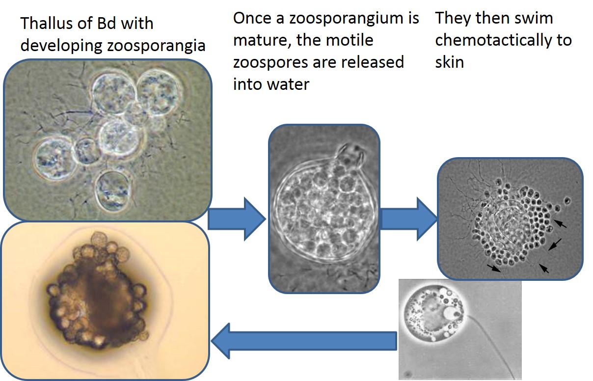 Anamorphic life cycle of Batrachothricium dendrobatidis