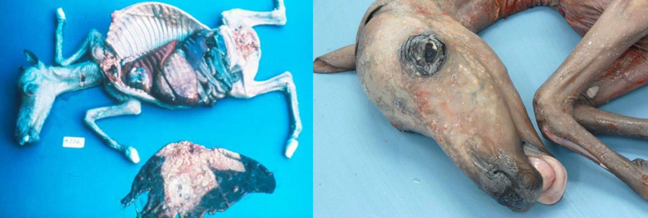 Abortion of a foal due to Aspergillus invasion of the placenta though an open cervix. Aspergillus causing abortion in a foal. Usually the placenta is affected starving the foetus. Occasionally the fungus will spread to the foetus affecting the skin