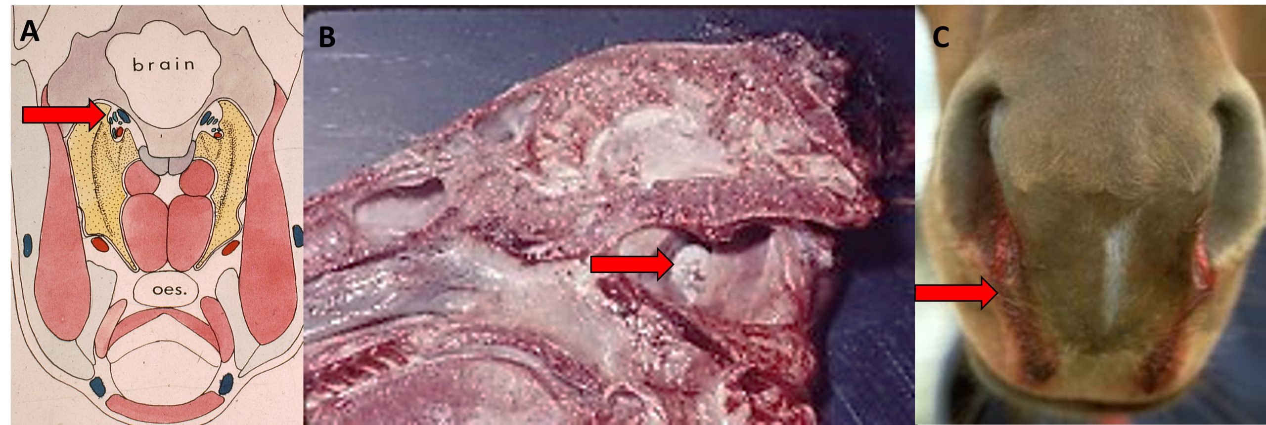 BL Sagittal section through the head of a horse showing pus within the guttural pouch; C: Nose bleed (epistaxis) of a horse suffering from guttural pouch aspergillosis