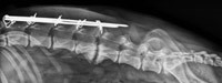 Lateral lumbar radiograph of a dog showing spondylitis (look for narrowed disk space and spurs on the ventral disk) of the vertebral disks due to Aspergillus terreus infection