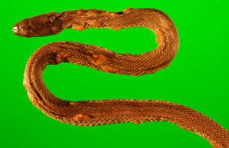 Skin lesions in a snake represented by necrosis, loss of scales and subcutaneous granulomas