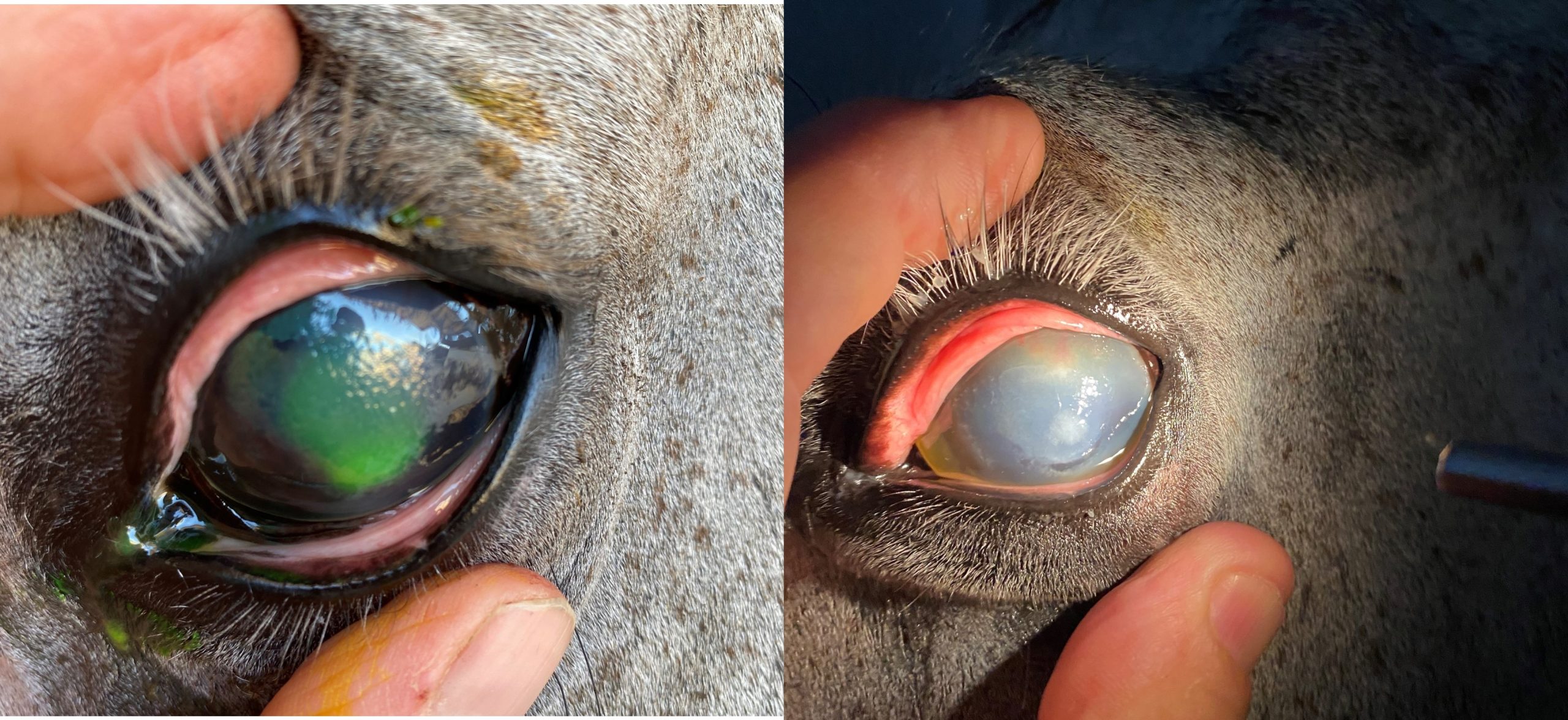 Ulcerative keratitis