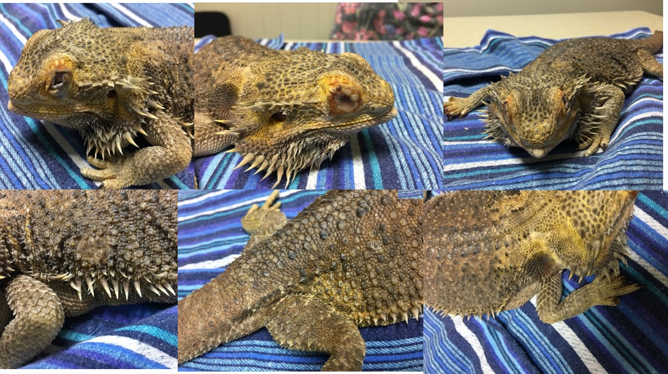 Dermatitis in a captive bearded dragon caused by Chrysosporium anamorph of Nannizziopsis vriessi (CANV). Note the areas of skin yellowing and loss of scale structure.