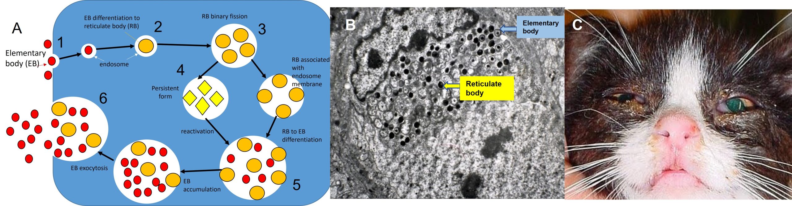 Chlamydiosis. A: Diagram of the life cycle of chlamydia, B: TEM of Chlamydia in an epithelial cell;C: Conjunctivitis in cats