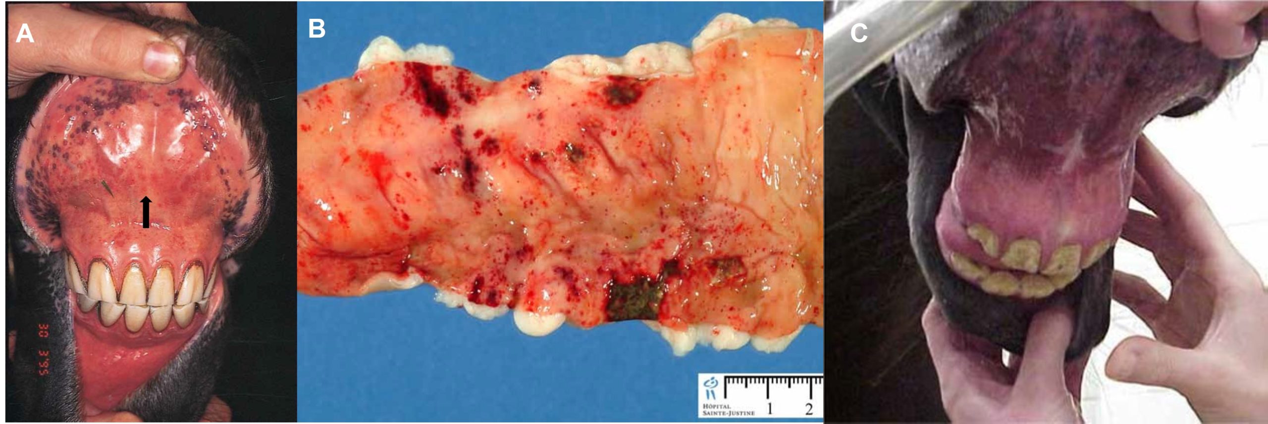 Coagulopathies in endotoxoaemia. A: Petechiae on the mucous membranes of a horse suffering from endotoxaemia. B: Haemorrhages on the intestinal mucosa of a horse that suffered from endotoxaemia. C: cyanosis and haemorrhages on the oral mucosa
